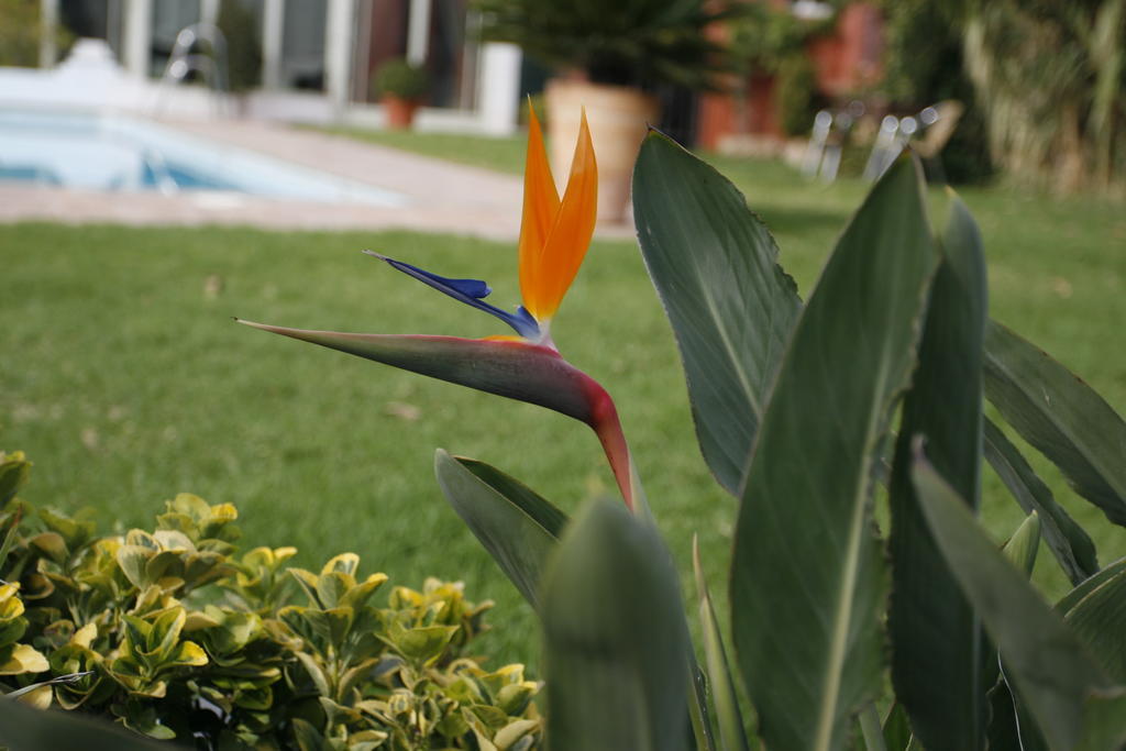 Hotel Oasis Cordoba Dış mekan fotoğraf